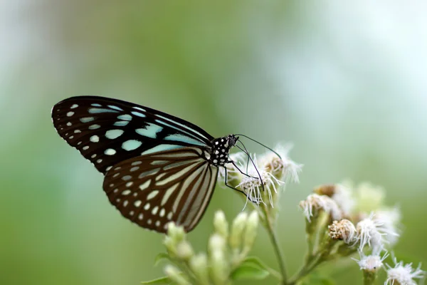 Koyu mavi kaplan kelebek (Tirumala septentrionis) — Stok fotoğraf