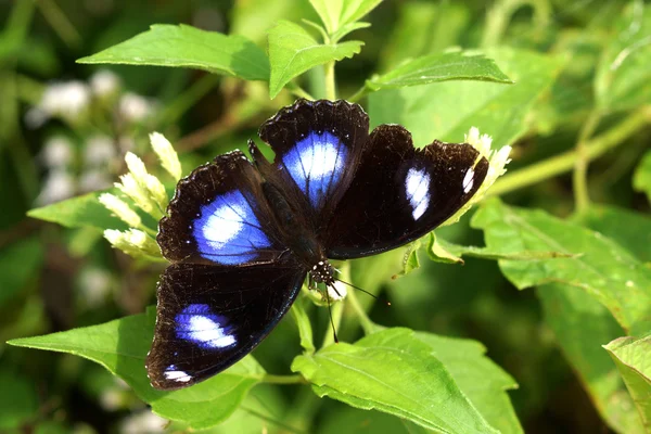 Borboleta em flor branca nome Danaid Ovo-mosca — Fotografia de Stock