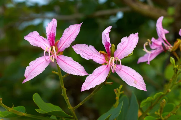 Fjäril träd, orchid träd, lila bauhinia — Stockfoto