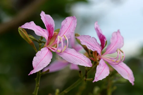 Метелик дерево, дерево орхідеї, фіолетовий bauhinia — стокове фото