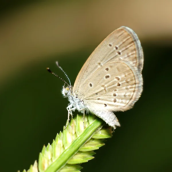 Nazwa motyl "niebieski trawa Blade (zizeeria maha)", na liście. — Zdjęcie stockowe