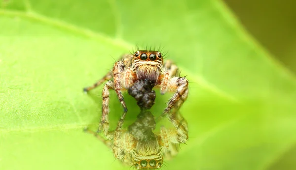 Visão detalhada da aranha de salto Phiddipus regius — Fotografia de Stock