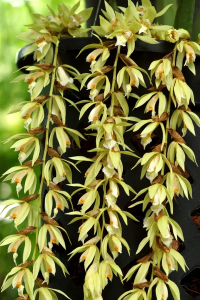 Divoké květy orchidejí — Stock fotografie