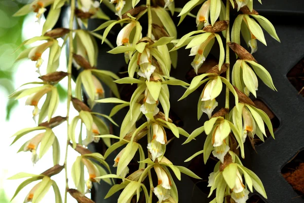 Flores de orquídeas selvagens — Fotografia de Stock