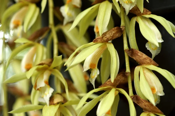 Fleurs d'orchidée sauvage — Photo