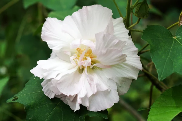 Confederate rose. — Stockfoto