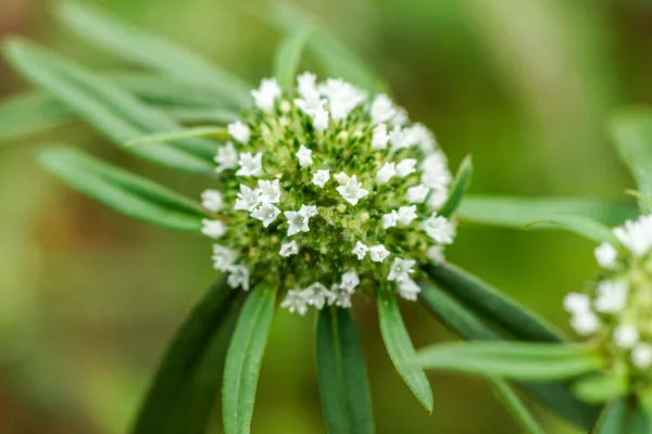 Weiße Blumen im Gras — Stockfoto