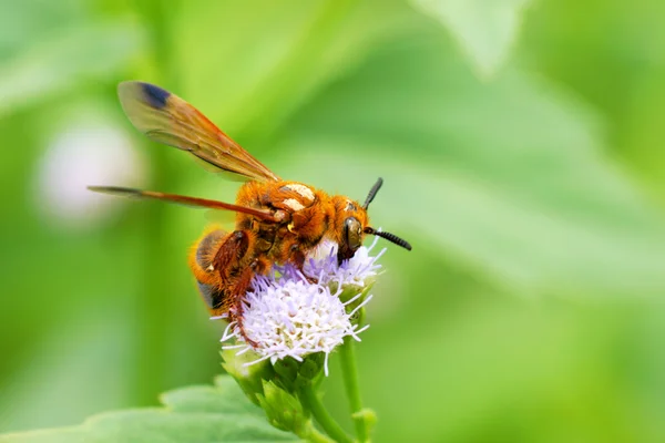 Vespa su fiori viola — Foto Stock