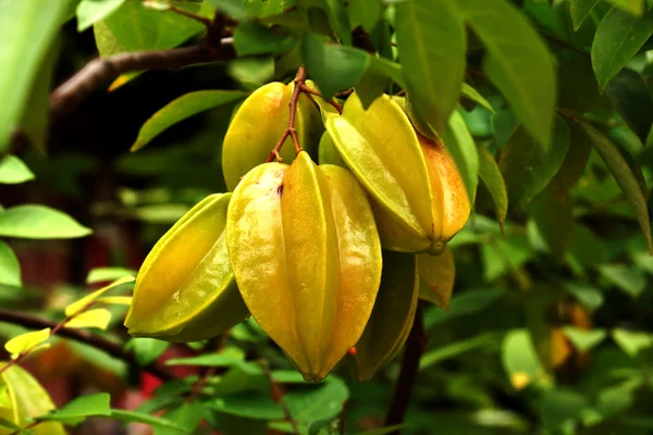 Carambola - Sternfrucht am Baum lizenzfreie Stockfotos