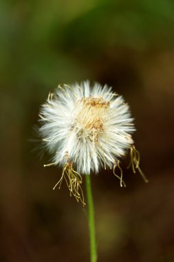 beyaz kır çiçeği ve otlar patladı.