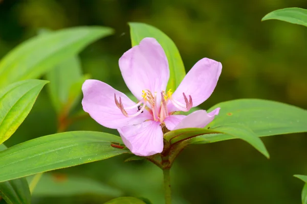 Růžové květy pojmenovat melastoma krvavá sims. — Stock fotografie