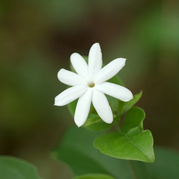 Uma flor de jasmim branca — Fotografia de Stock