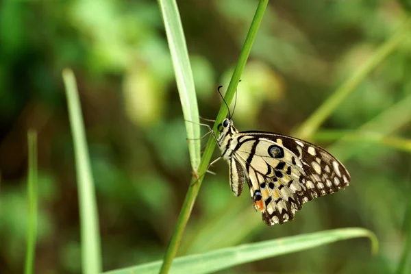 Butterfly op Bladeren — Stockfoto