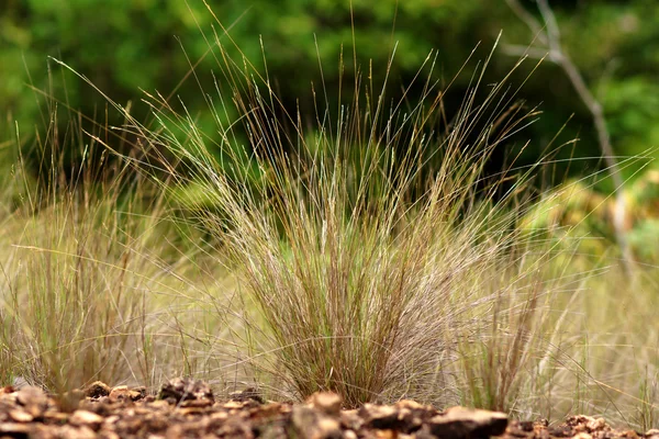 Flower grass — Stock Photo, Image