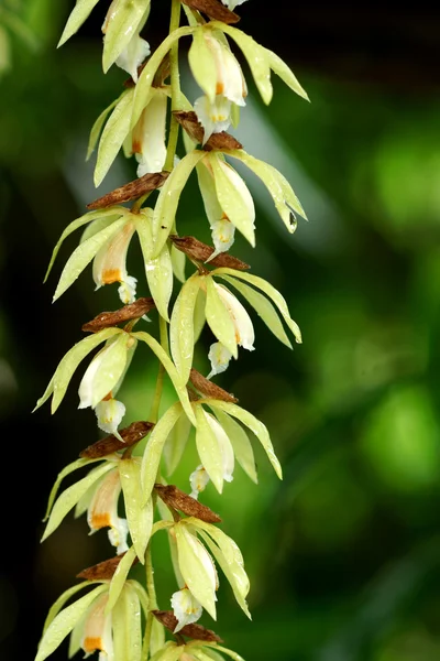 Fleurs d'orchidée sauvage — Photo