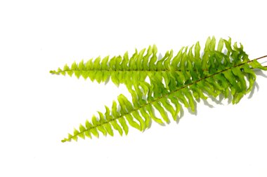 Boston fern. Bilimsel adı: fujer exaltata (l) schott.