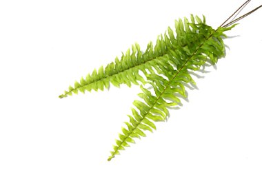 Boston fern. Bilimsel adı: fujer exaltata (l) schott.