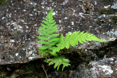 kaya eğreltiotu yaprakları.