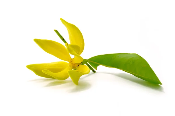 Flor amarilla de Bhandari sobre fondo blanco . — Foto de Stock