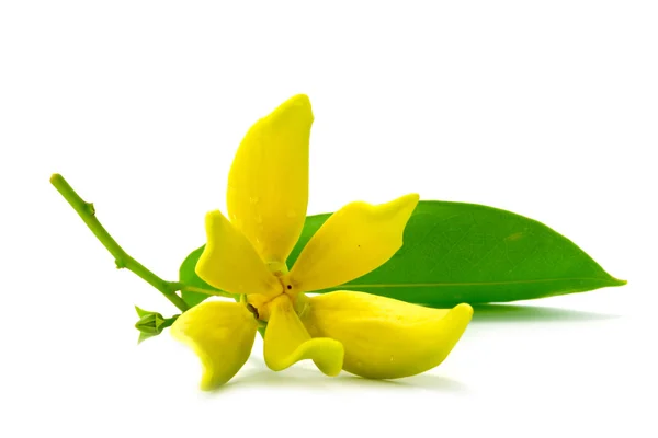 Fleur jaune de Bhandari sur fond blanc . — Photo