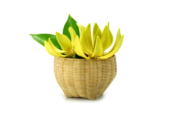 Gele bloem van bhandari op witte achtergrond. — Stockfoto