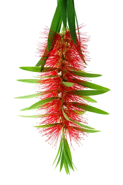 Red bottle brush flower isolated on white background — Stock Photo, Image