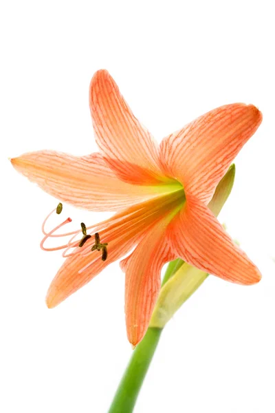 Orange Amaryllis Blume blüht im Frühling auf weißem Hintergrund — Stockfoto