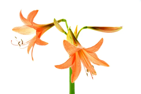 Oranje amaryllis bloem bloeit in het voorjaar op witte achtergrond — Stockfoto