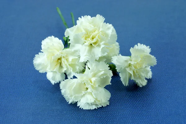 White carnation on paper. — Stock Photo, Image