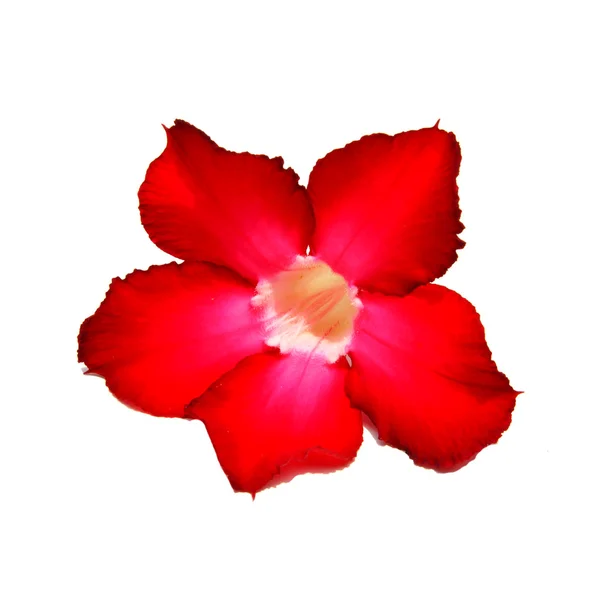 Desert Rose Flower — Stock Photo, Image