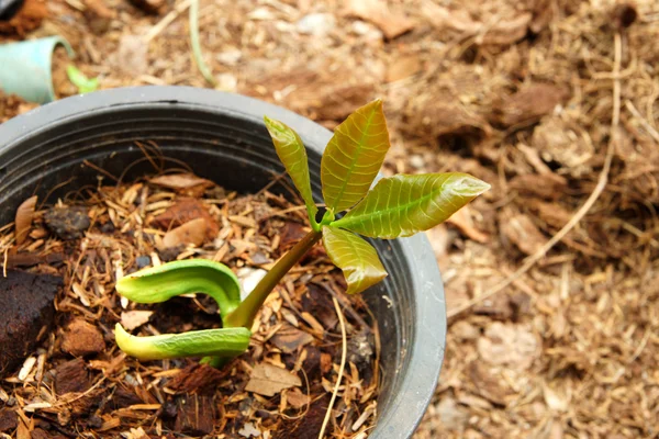Plantor av cashewnötter. — Stockfoto