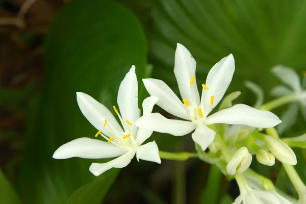 Bílý květ eurycle amboinensis lindl. — Stock fotografie