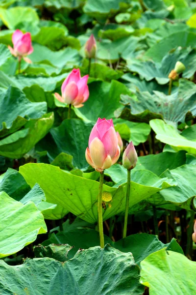 Beautiful lotus flower. — Stock Photo, Image