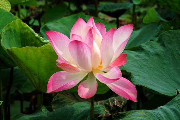 Krásný lotosový květ. — Stock fotografie