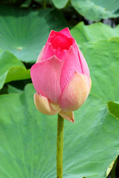 Vacker lotusblomma. — Stockfoto