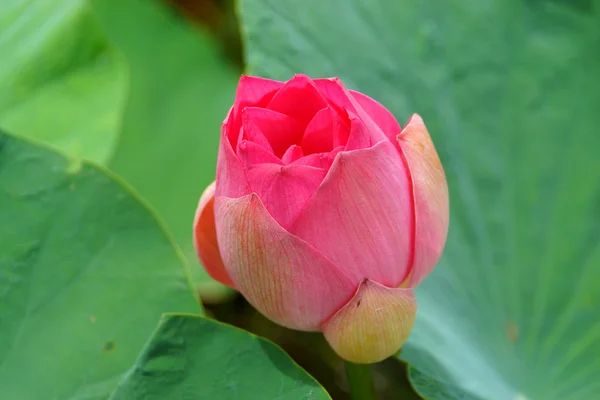 Vacker lotusblomma. — Stockfoto