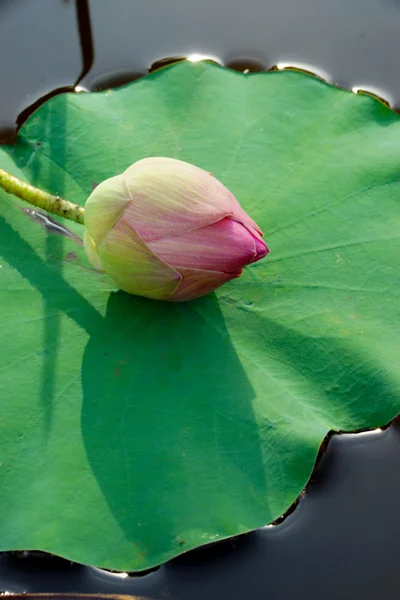 Belle fleur de lotus. — Photo