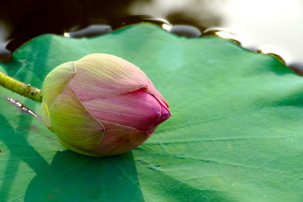Hermosa flor de loto. — Foto de Stock