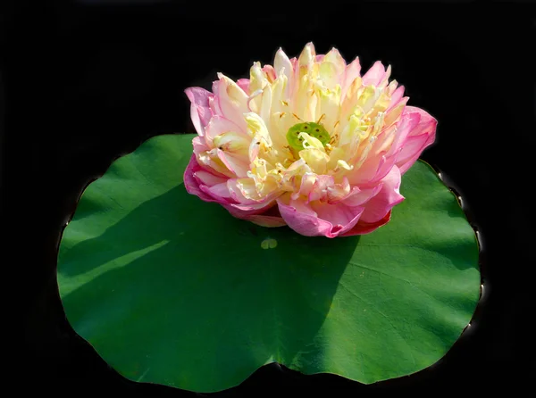 Schöne Lotusblume. — Stockfoto