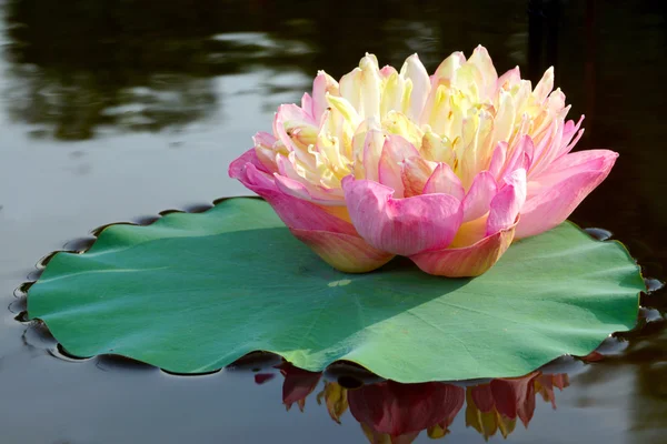 Mooie lotusbloem. — Stockfoto