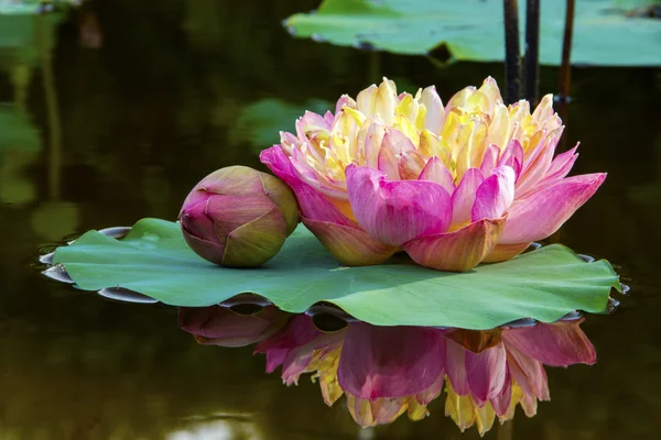 Hermosa flor de loto. — Foto de Stock