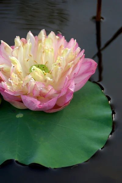 Mooie lotusbloem. — Stockfoto