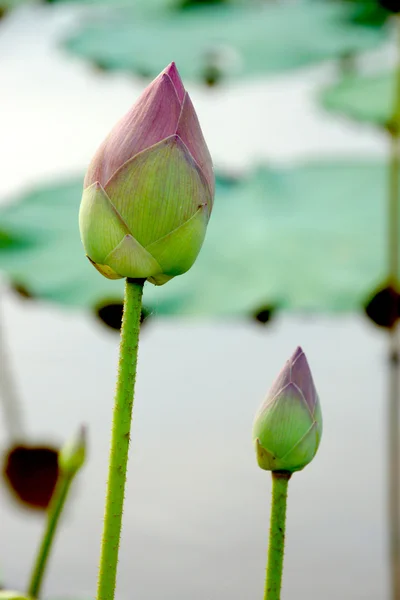 Bellissimo fiore di loto. — Foto Stock