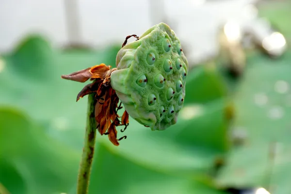 种子莲花. — 图库照片