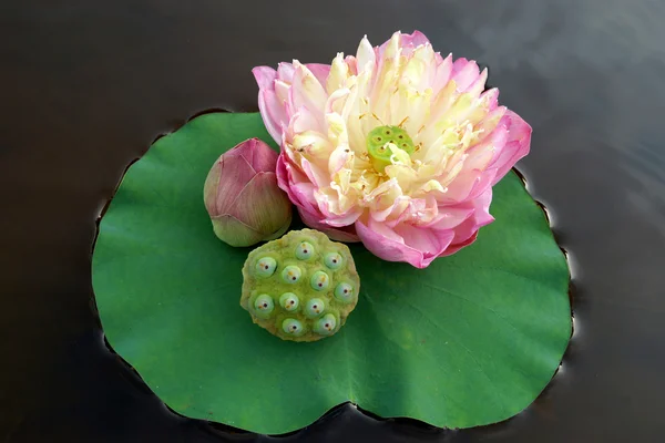 Квітка лотоса красиві . — стокове фото