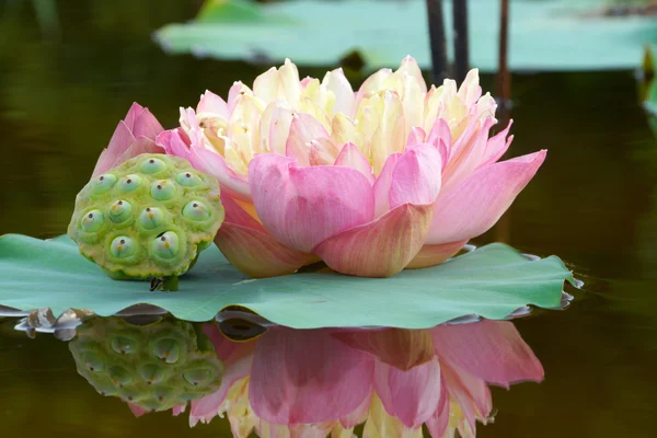 美しい蓮の花. — ストック写真