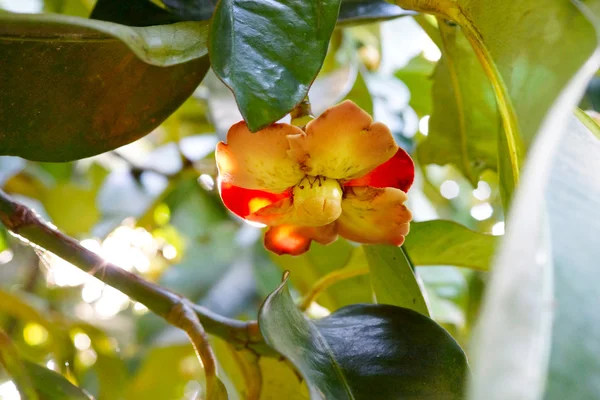 Mangosteen květ na stromě. — Stock fotografie