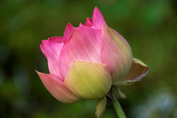 Beautiful lotus flower. — Stock Photo, Image