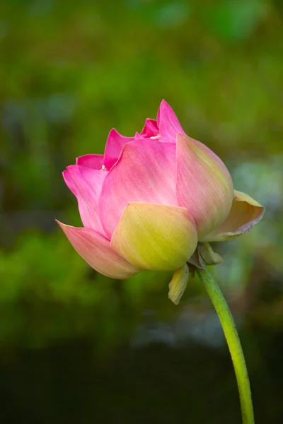 Beautiful lotus flower. — Stock Photo, Image