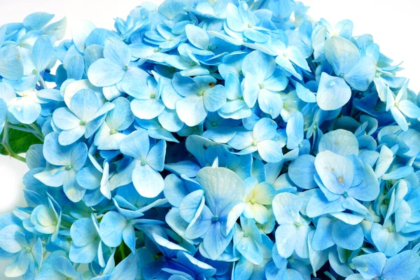 Flor azul de hortensias aislada en blanco . — Foto de Stock